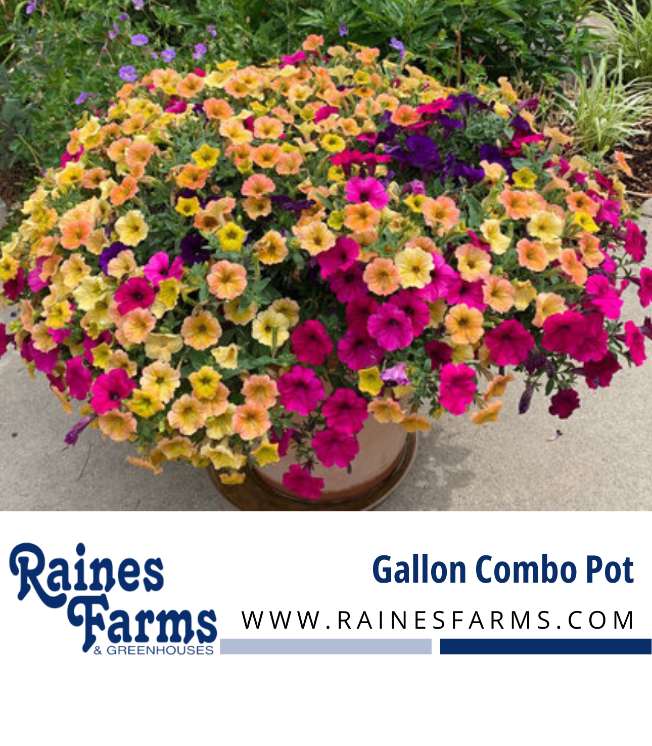 Gallon Combo Pot